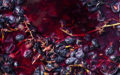 Close Up of Crushed Red Grapes that Add Tannins to Red Wine During Fermentation