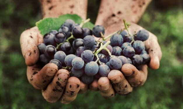 Vegan Wine – Everything You Need to Know