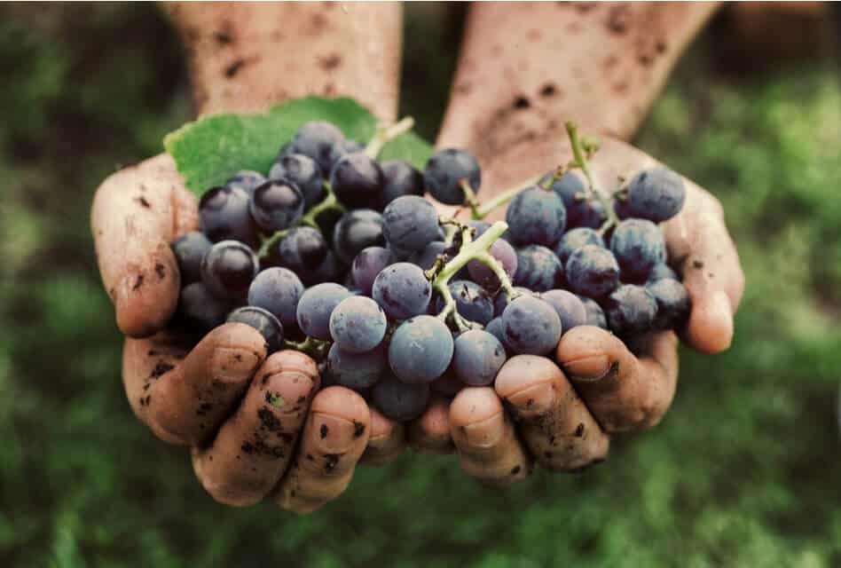 Hands holding Red Grapes for Vegan Wine