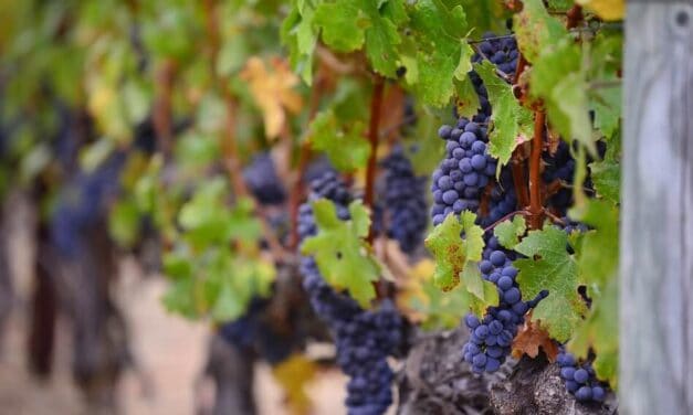 What Is Biodynamic Wine and Why Is It Different?