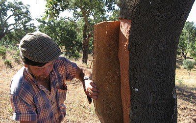 Workers Harvesting Bark from Cork Oak Tree