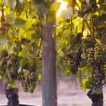 Pinot Grigio and Pinot Gris – Are They the Same?