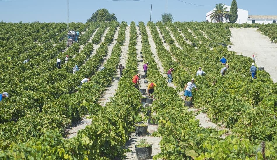 Workers harvesting grapes for Amontillado production in Jerez de la Frontera, Spain