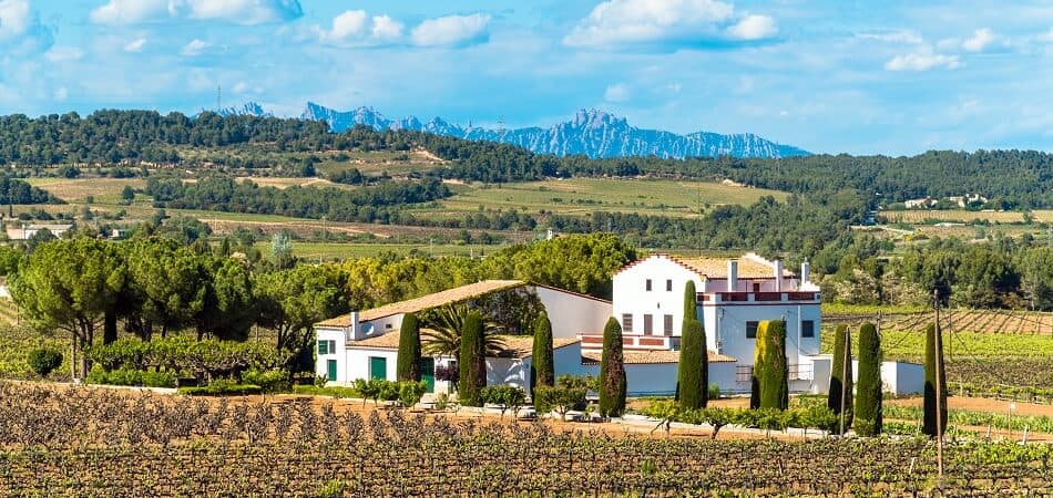 Vineyard in the Penedès Region in Catalunia, Spain