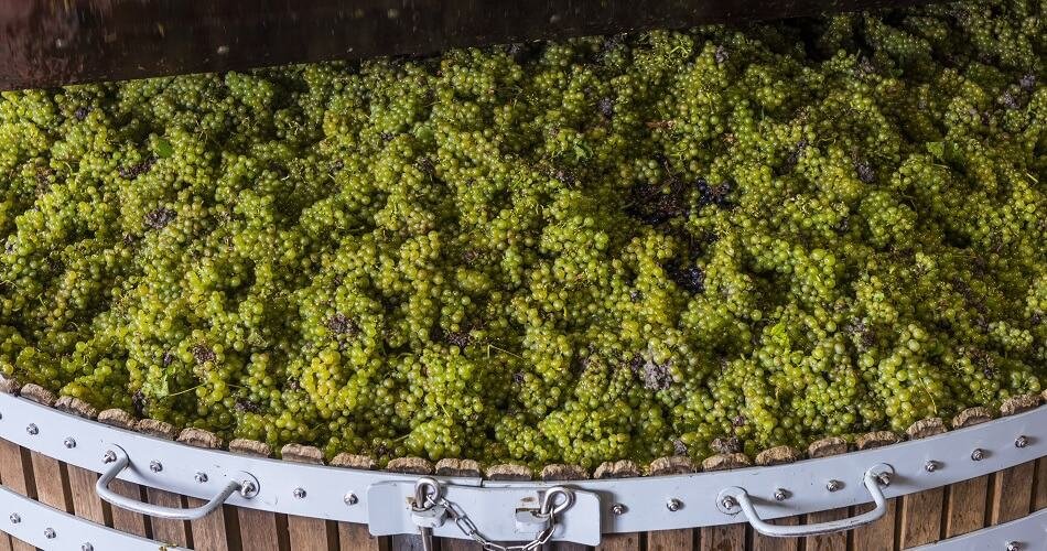Chardonnay Grapes in Wooden Container