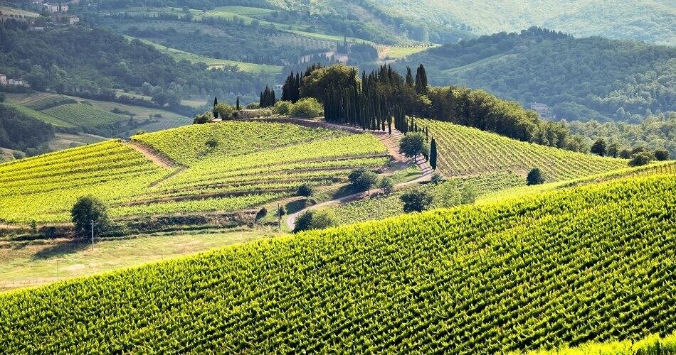 Vineyard on a Hill in the Chianti Region