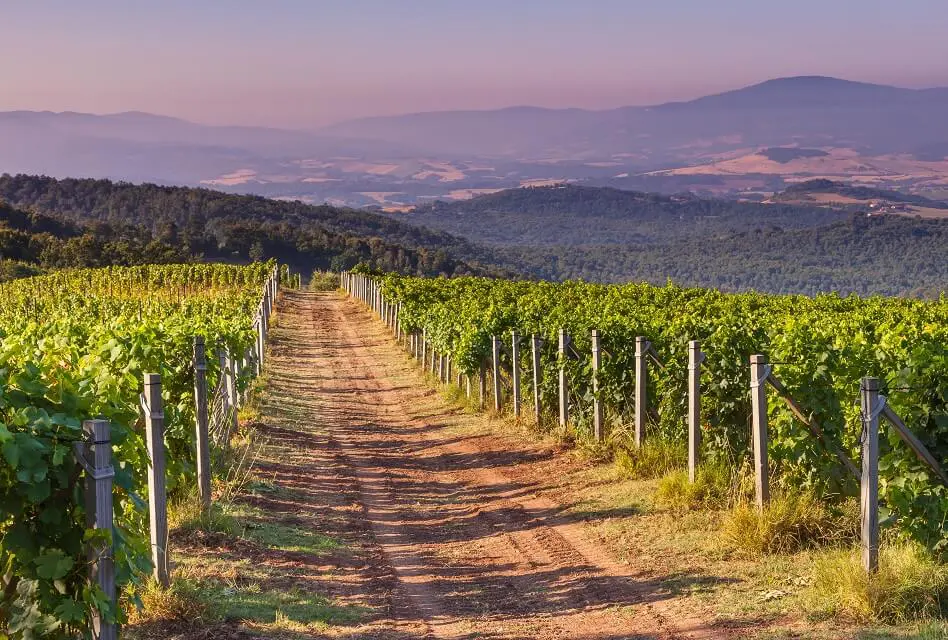 Chianti vs. Chianti Classico – How Do They Differ?