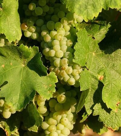 Clairette Blanche Grapes for Vermouth Production