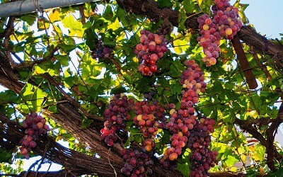 Grapes for producing Commandaria Dessert Wine