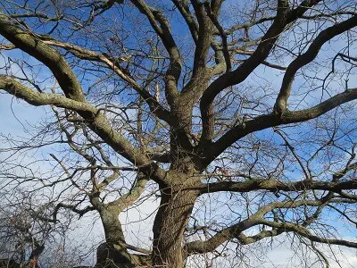 French_Oak_Tree French Oak Tree