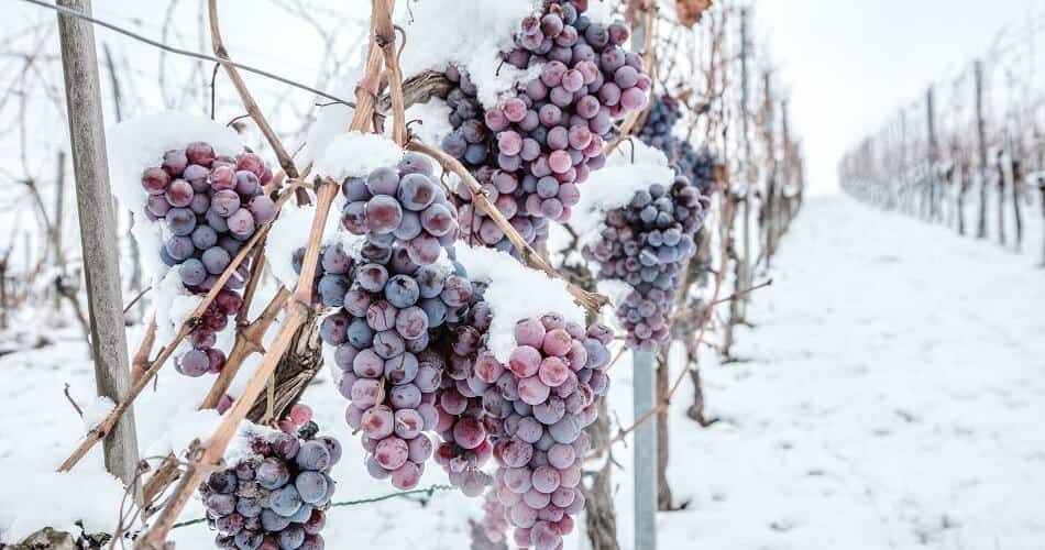 Frozen Grapes on Vinestock for Ice Wine Production