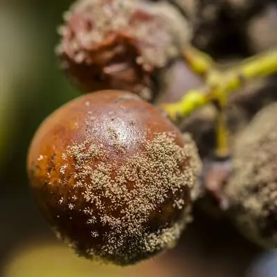 Noble_Rot_Grapes_CloseUp Close Up of Wine Grape Infected With Noble Rot