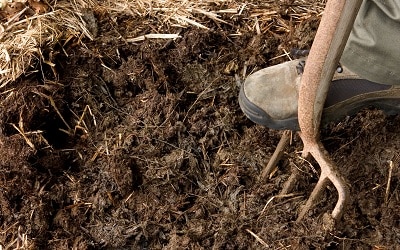 Animal Manure Used to Fertilize Organic Wine Grapes