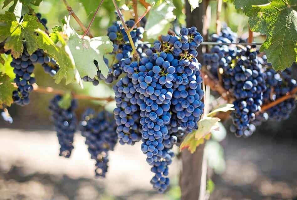 Organic Grapes for Red Wine