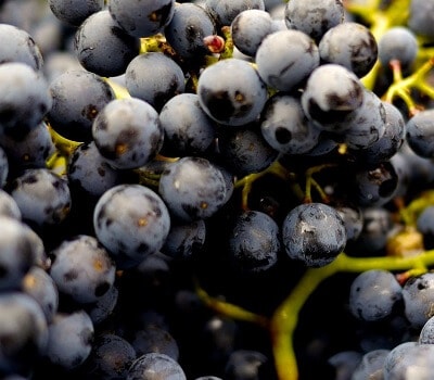 Close Up of Ripe Red Grapes