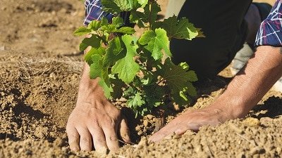 Worker planting a new Vine