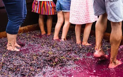 People stomping Grapes with their Feet