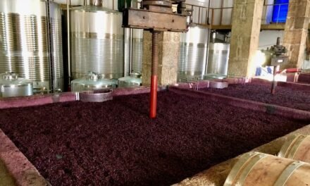How Wine Is Made – The Basics of Winemaking