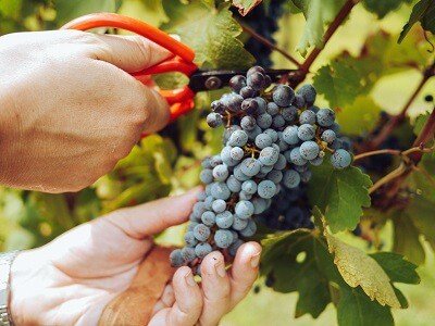 Worker Harvests Red Wine Grapes