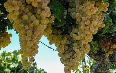 Palomino Grapes for Sherry Production