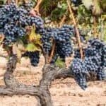 Grenache – The Grapes That Like It Hot and Sunny