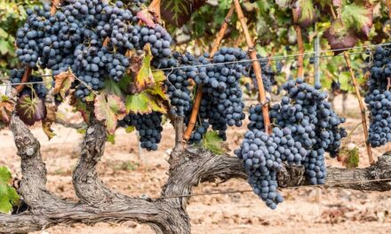 Grenache – The Grapes That Like It Hot and Sunny