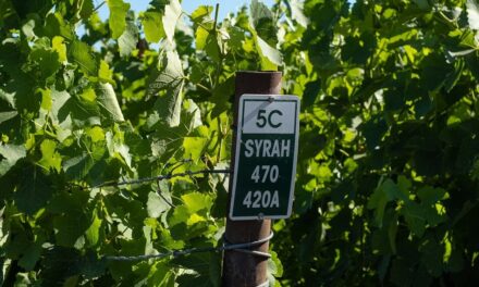 Syrah vs. Shiraz – What is the Difference?