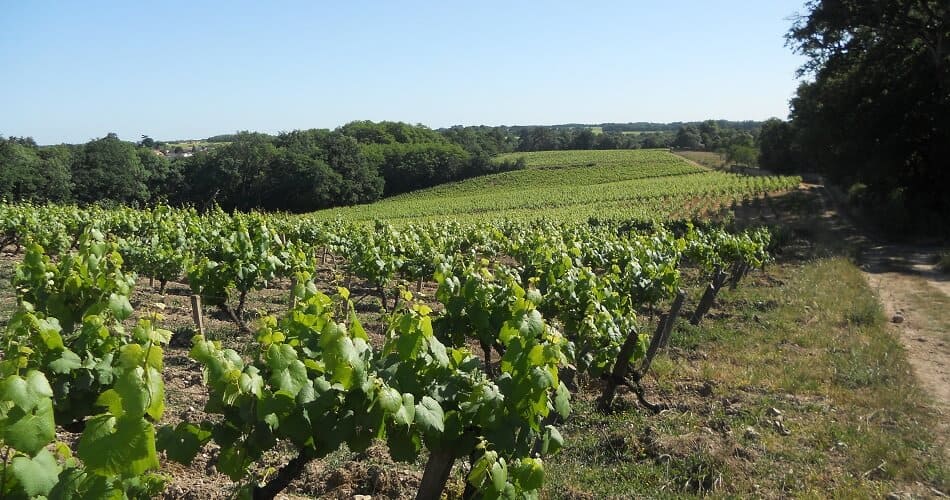 Vineyard of Melon de Bourgogne Grapes for Muscadet Wines