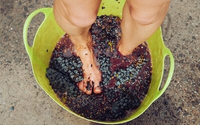 Tourists Crush Grapes with Their Feet